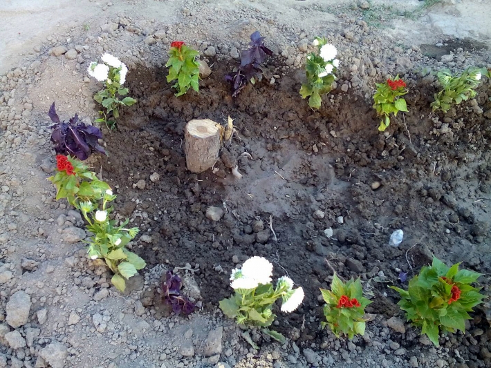 Посадили цветы